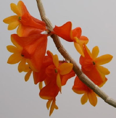 Dendrobium obtusisepalum