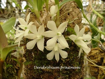 Dendrobium prasinum