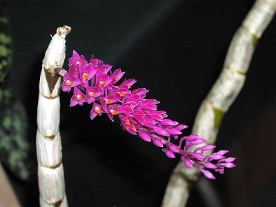 Dendrobium secundum