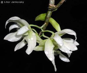 Dendrobium serratilabium