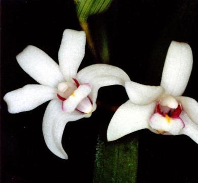 Dendrobium sladei