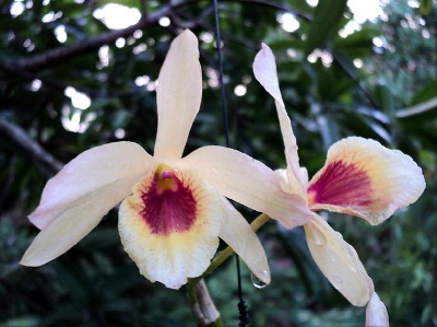Dendrobium thwaitesii