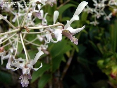 Dendrobium veratrifolium