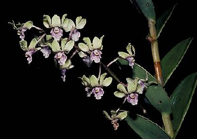 Dendrobium violaceoflavens