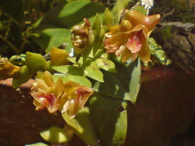 Dendrobium wenzelii