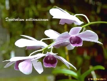 Dendrobium williamsianum