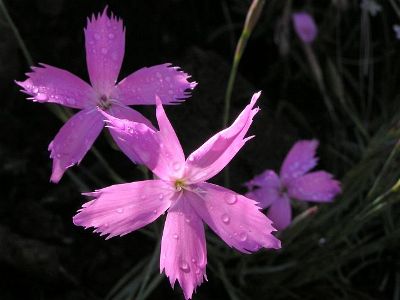 Dianthus basuticus