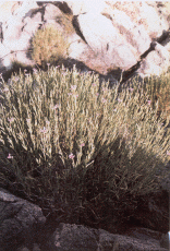 Dianthus cyprius