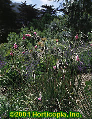 Dierama pulcherrimum