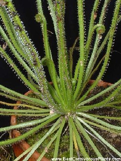 Drosophyllum luscitanicum