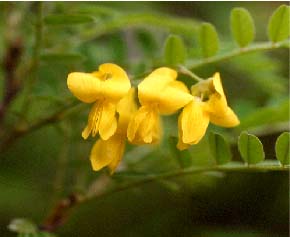 Echinosophora koreensis