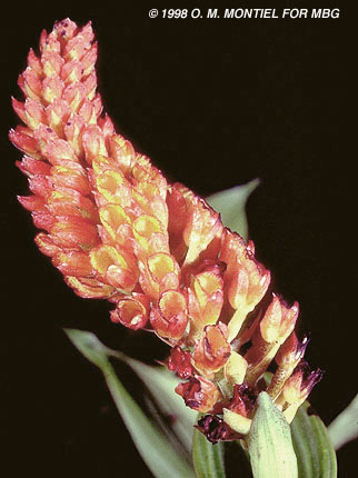 Elleanthus hymenophorus