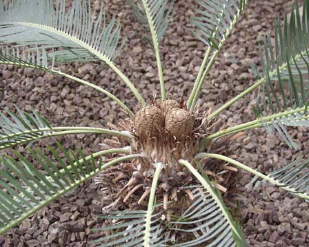 Encephalartos friderickii-guiliemi