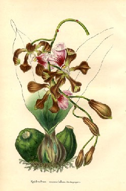 Epidendrum atropurpureum