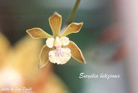 Encyclia beliziensis