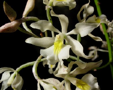 Epidendrum bracteolatum