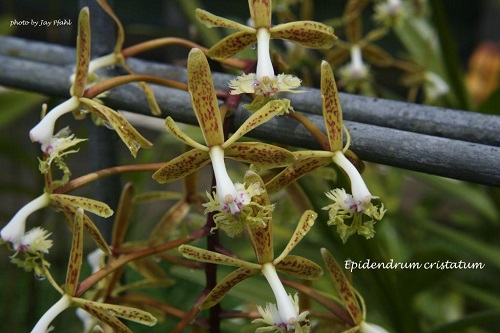 Epidendrum cristatum