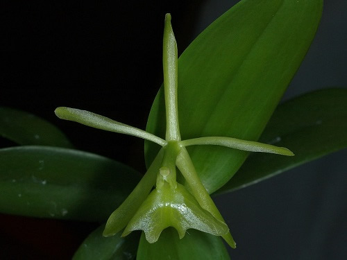 Epidendrum difforme