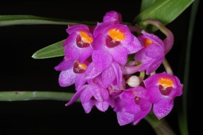 Epidendrum gastropodium