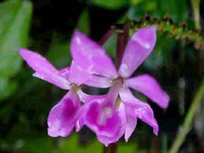 Epidendrum imatophyllum