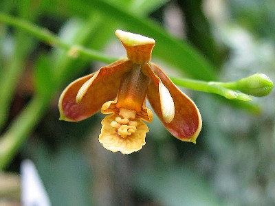 Epidendrum lividum