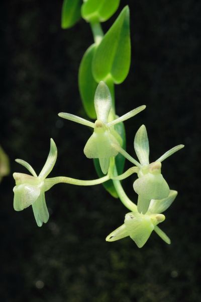 Epidendrum praetervisum