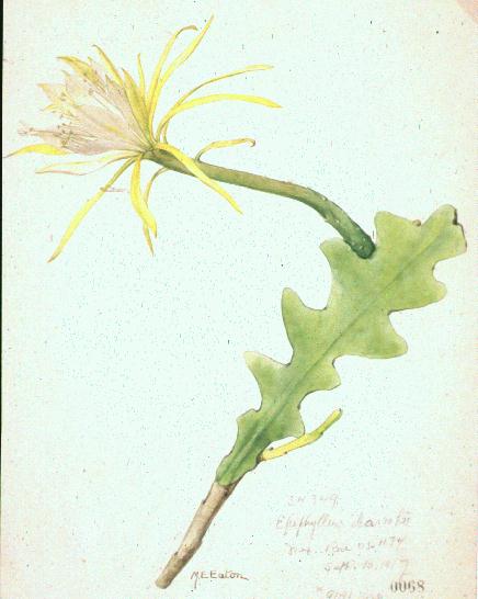 Epiphyllum darrahii
