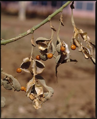 Erythrina senegalensis 