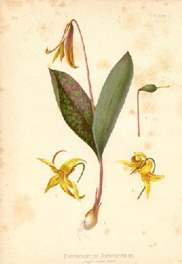Erythronium americanum
