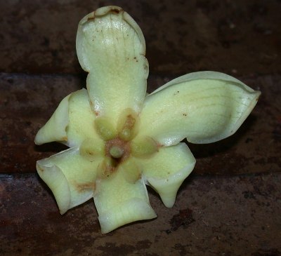 Eschweilera costaricensis