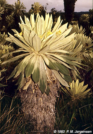 Espeletia pycnophylla