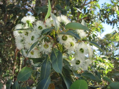 Eucalyptus calophylla