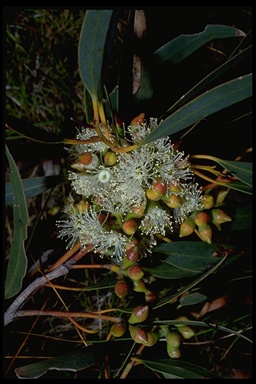 Eucalyptus diversifolius