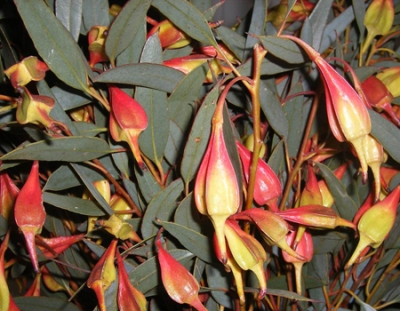 Eucalyptus forrestiana
