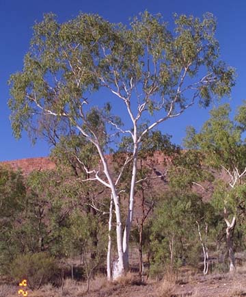 Eucalyptus papuana