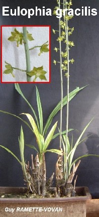Eulophia gracilis