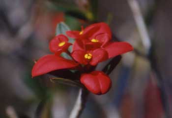 Euphorbia helenae
