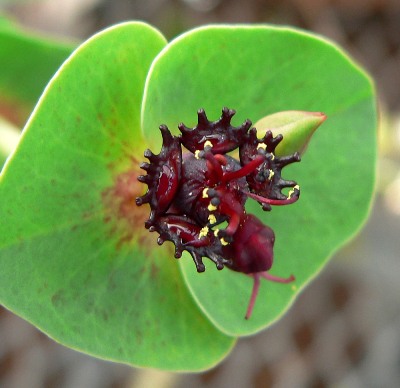 Euphorbia monteiri 