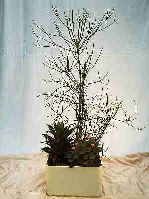 Euphorbia tirucallii