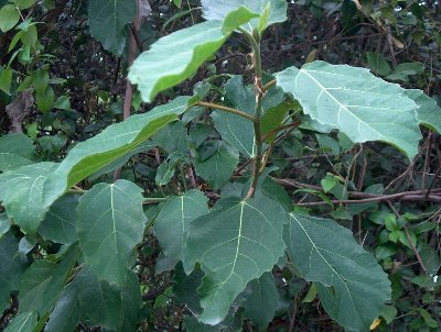 Ficus capensis