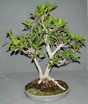 Ficus concina