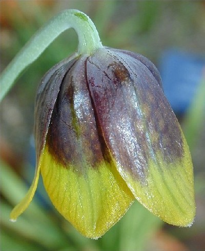 Fritillaria rhodokanakis