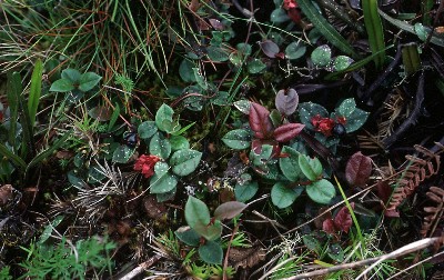 Gaultheria domingensis