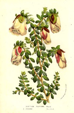 Genetyllis tulipifera