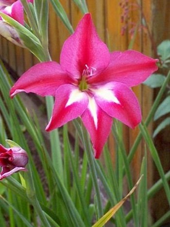 Gladiolus colvillei