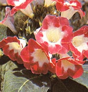 Gloxinia hybrida