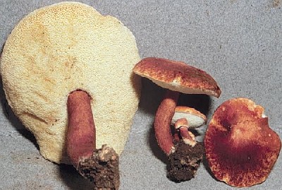 Gyroporus castaneus