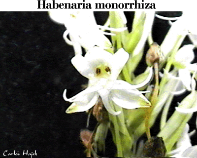 Habenaria monorrhiza