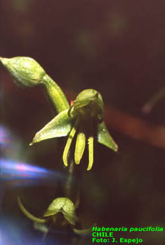 Habenaria pauciflora