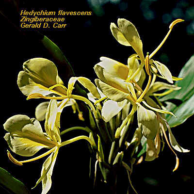 Hedychium flavescens